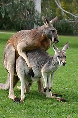 Image showing loving kangaroos