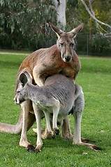 Image showing loving kangaroo
