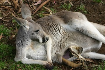 Image showing kangaroo with baby in bag