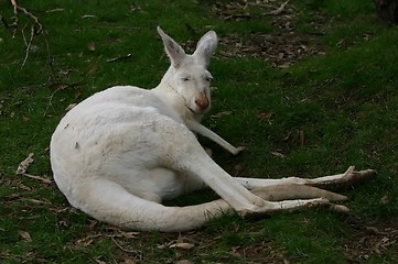 Image showing white kangaroo