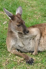 Image showing lazy kangaroo