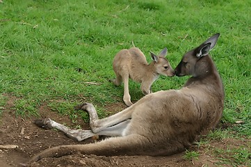 Image showing kangaroo with baby