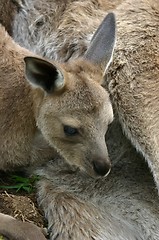 Image showing kangaroo baby