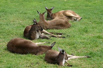 Image showing lazy kangaroos