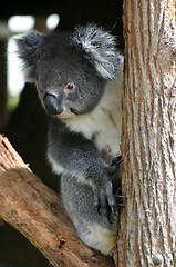 Image showing koala