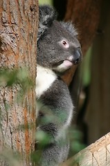 Image showing koala