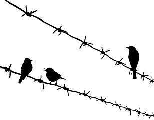 Image showing vector silhouette three birds on barbed wire