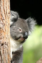 Image showing koala