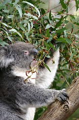 Image showing eating koala