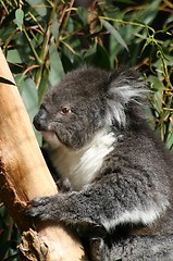 Image showing koala