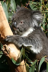 Image showing koala