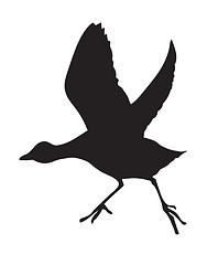 Image showing vector silhouette of the bird on white background