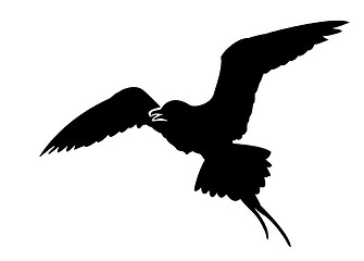 Image showing vector silhouette of the sea bird on white background