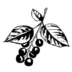 Image showing vector silhouette of the a kind of cherry tree on white backgrou