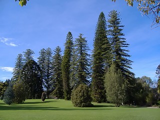Image showing adelaide botanic garden