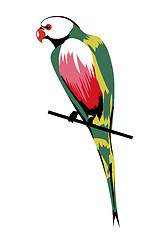 Image showing parrot on white background