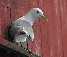 Image showing Black-legged Kittiwake