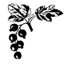 Image showing vector silhouette of the black currant on white background