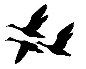 Image showing vector silhouette flying ducks on white background