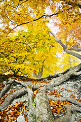 Image showing yellow autumn forest