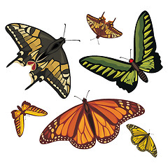 Image showing different realistic butterflies