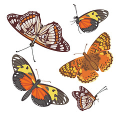 Image showing different realistic butterflies