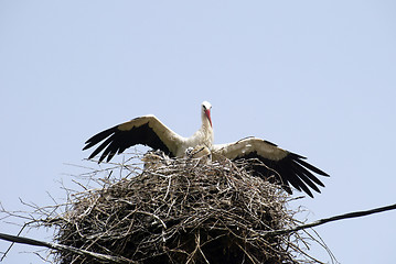 Image showing Stork family on the nest