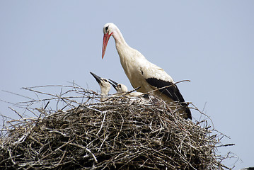 Image showing Stork family on the nest