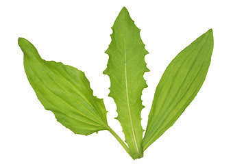 Image showing Leaves.