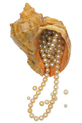 Image showing Pearls in a sea bowl.