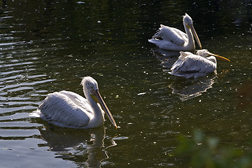 Image showing Pelicans