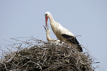 Image showing Stork family on the nest