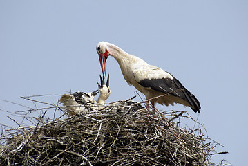 Image showing Stork family on the nest
