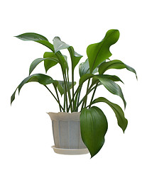 Image showing Indoor plant.