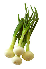 Image showing Chives.