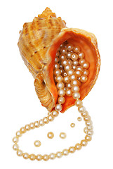 Image showing Pearls in a sea bowl.