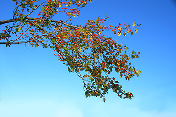 Image showing Small fruits.