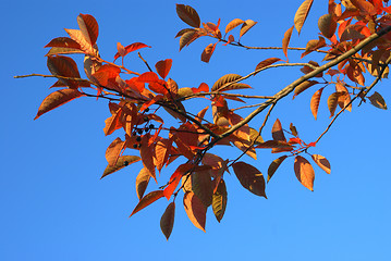 Image showing Autumn.