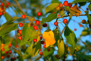 Image showing Small fruits.