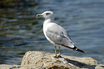 Image showing Seagull