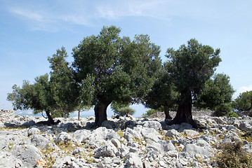 Image showing Olive grove