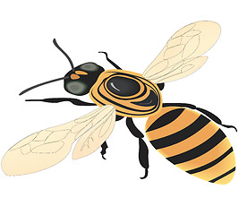 Image showing Bee. 