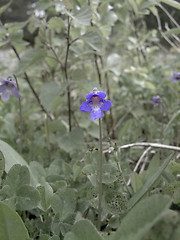 Image showing bluebell