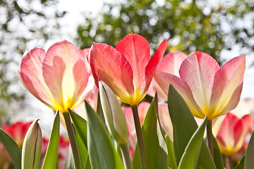 Image showing Tulips  