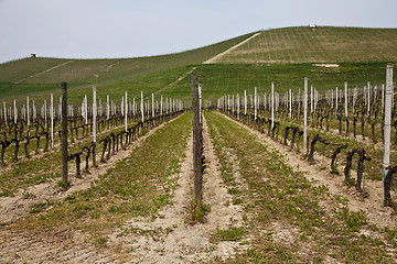 Image showing Barbera vineyard - Italy