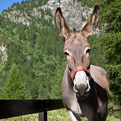 Image showing Donkey close up