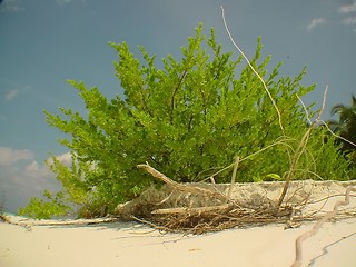 Image showing beach scenery