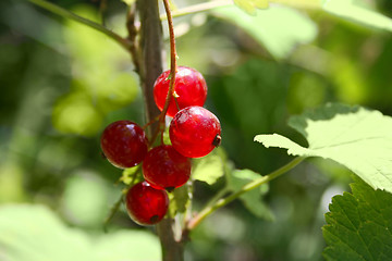 Image showing red currant on the branch