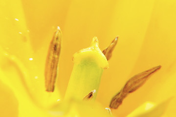 Image showing  tulip close up