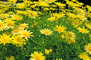 Image showing yellow flowers